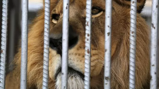 مدار الساعة,أخبار خفيفة ومنوعة,المملكة العربية السعودية