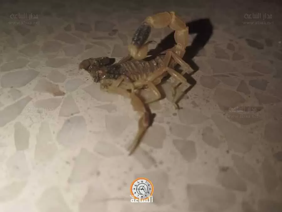 مدار الساعة,أخبار الأردن,اخبار الاردن,1. #لدغة_عقرب_اللوريس,2. #العناية_الحثيثة,3. #حالة_حرجة